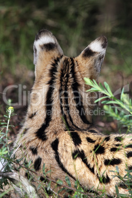 Serval (Leptailurus serval)