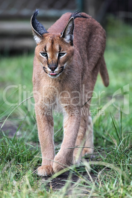 Karakal (Caracal caracal)