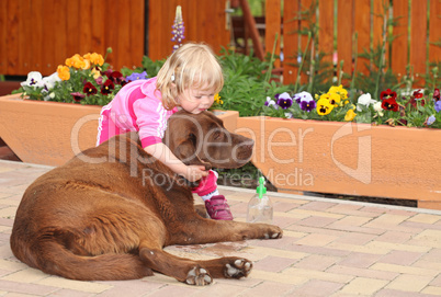 Happy child playing with brown labrador