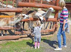 Little blonde girl feeding a llama at the zoo on sunny summer day