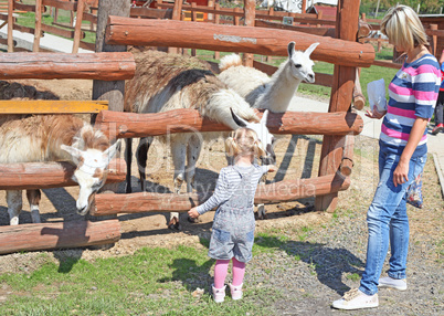 Little blonde girl feeding a llama at the zoo on sunny summer day