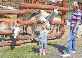 Little blonde girl feeding a llama at the zoo on sunny summer day