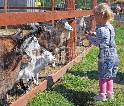 Little blonde girl feeding a goats at the zoo on sunny summer day