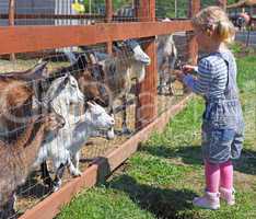 Little blonde girl feeding a goats at the zoo on sunny summer day