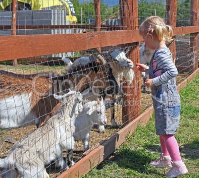 Little blonde girl feeding a goats at the zoo on sunny summer day