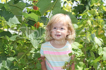 Blond kid girl in the green grapes bush