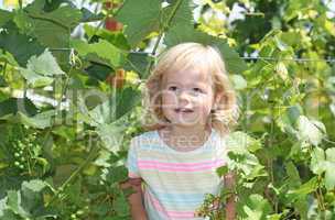 Blond kid girl in the green grapes bush