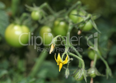 Flowers of tomato on the seedling