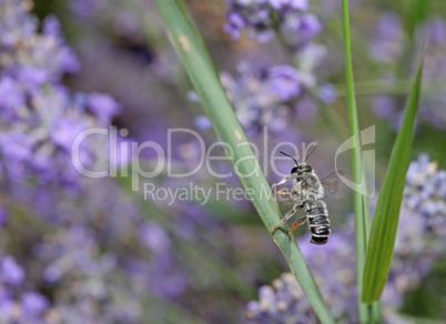 Bee searching for nectar on a lavender field