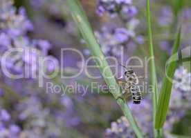 Bee searching for nectar on a lavender field