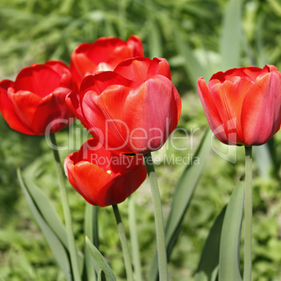 Group of red tulips