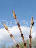 Three horsetail shoots against the sky