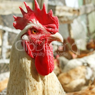 Adult rooster on the poultry yard