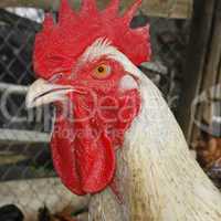 Mature rooster on the poultry yard