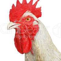 Mature rooster over white