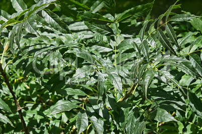 Green Leaves Of Ash Tree