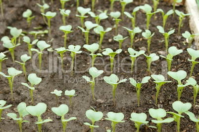 Cabbage young plants
