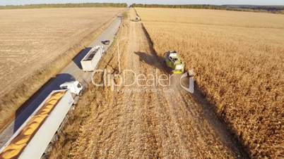 Harvesters work on cornfield
