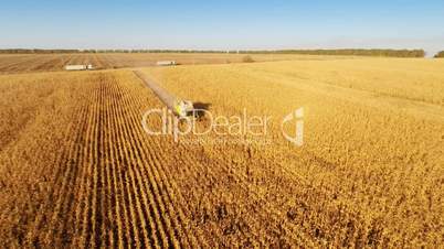 Harvester work on cornfield