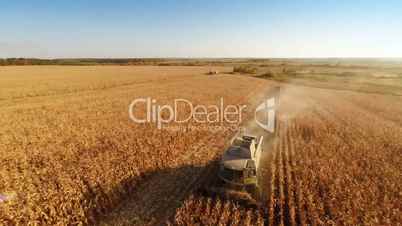 Harvester work on cornfield