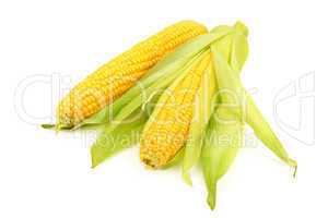 corn on the cob  on white background