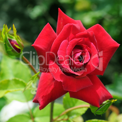 rose flower on garden background