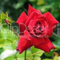 rose flower on garden background