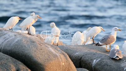 Little egrets on the rock