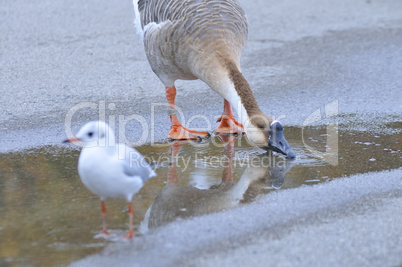 Lachmöwe und Schwanengans