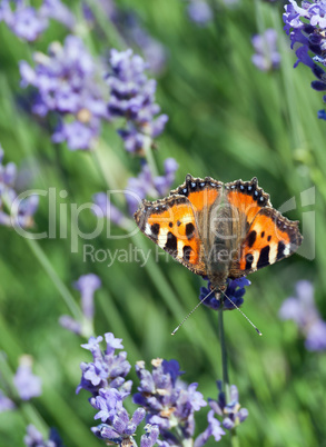 Kleiner Fuchs (Aglais urticae)