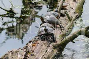 Gelbwangen-Schmuckschildkröte