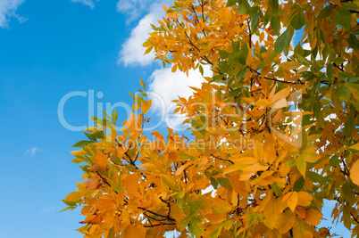 autumn leaves against a cloudy sky