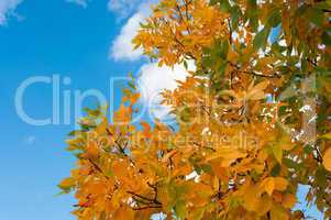 autumn leaves against a cloudy sky