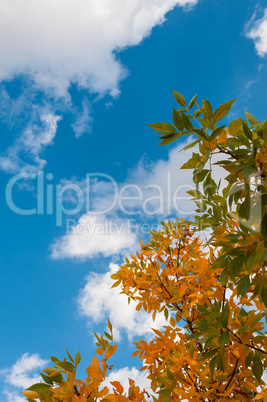 autumn leaves against a cloudy sky