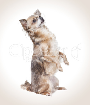 chihuahua standing