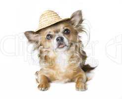 chihuahua with sunhat