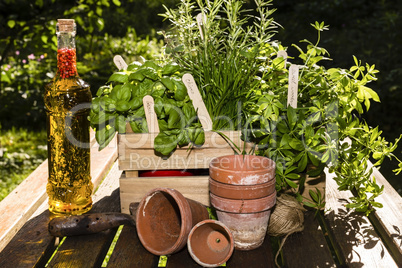 Kräuter und Kräuter in Öl, herbs and herbs in oil