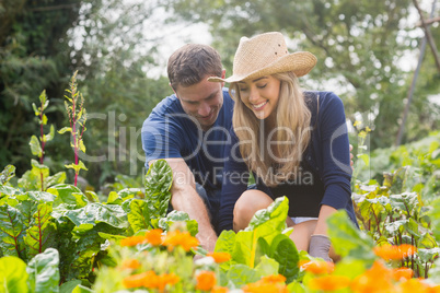Cute couple gardening on sunny day