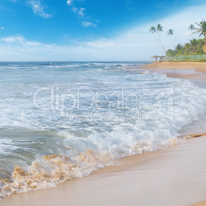 ocean and coconut palms on the shore