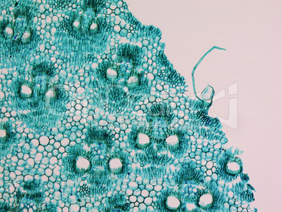 Bamboo stem micrograph