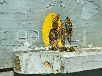 Bees at the hive near tap-hole