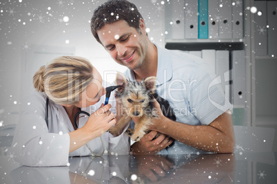 Composite image of veterinarian examining ear of puppy