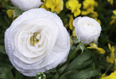 Ranunculus asiaticus white