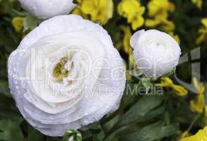 Ranunculus asiaticus white