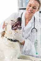 Composite image of veterinarian examining teeth of dog