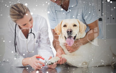 Dog getting claws trimmed by female vet