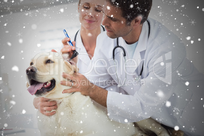 Composite image of veterinarians examining ear of dog
