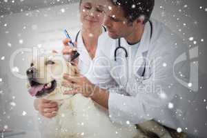 Composite image of veterinarians examining ear of dog