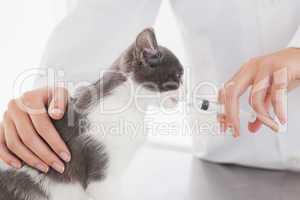 Vet doing injection at a cute kitten