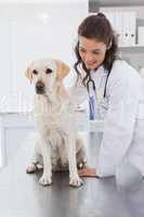 Smiling vet examining a dog